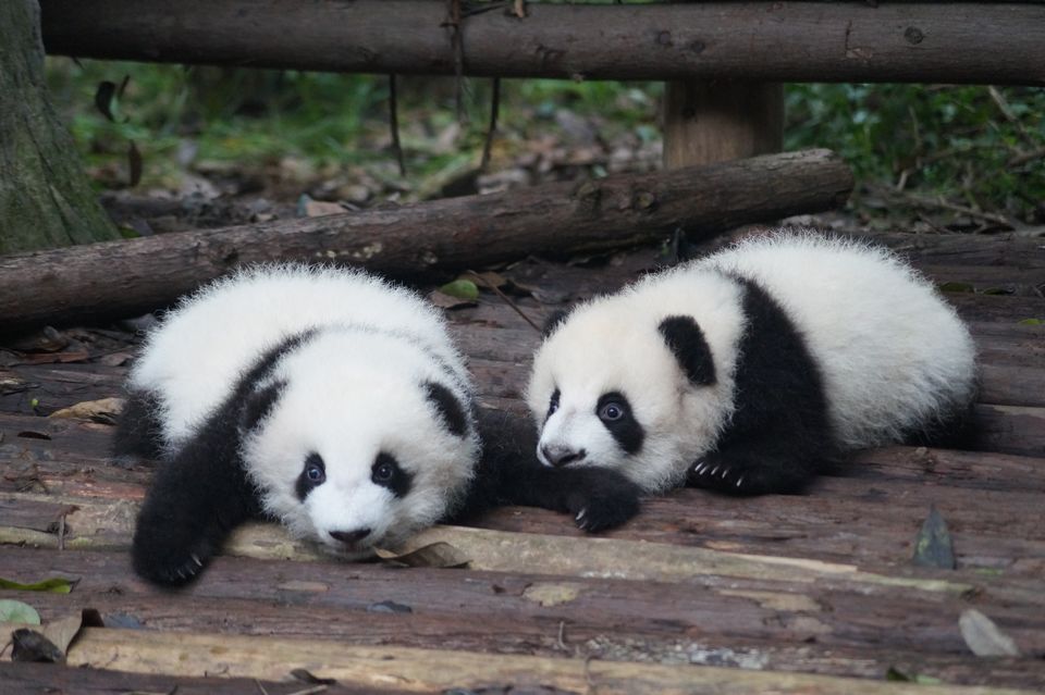 Photo of 7 Places to Witness the Most Wonderful Animal Species that are on the Verge of Going Extinct by Anshul Sharma