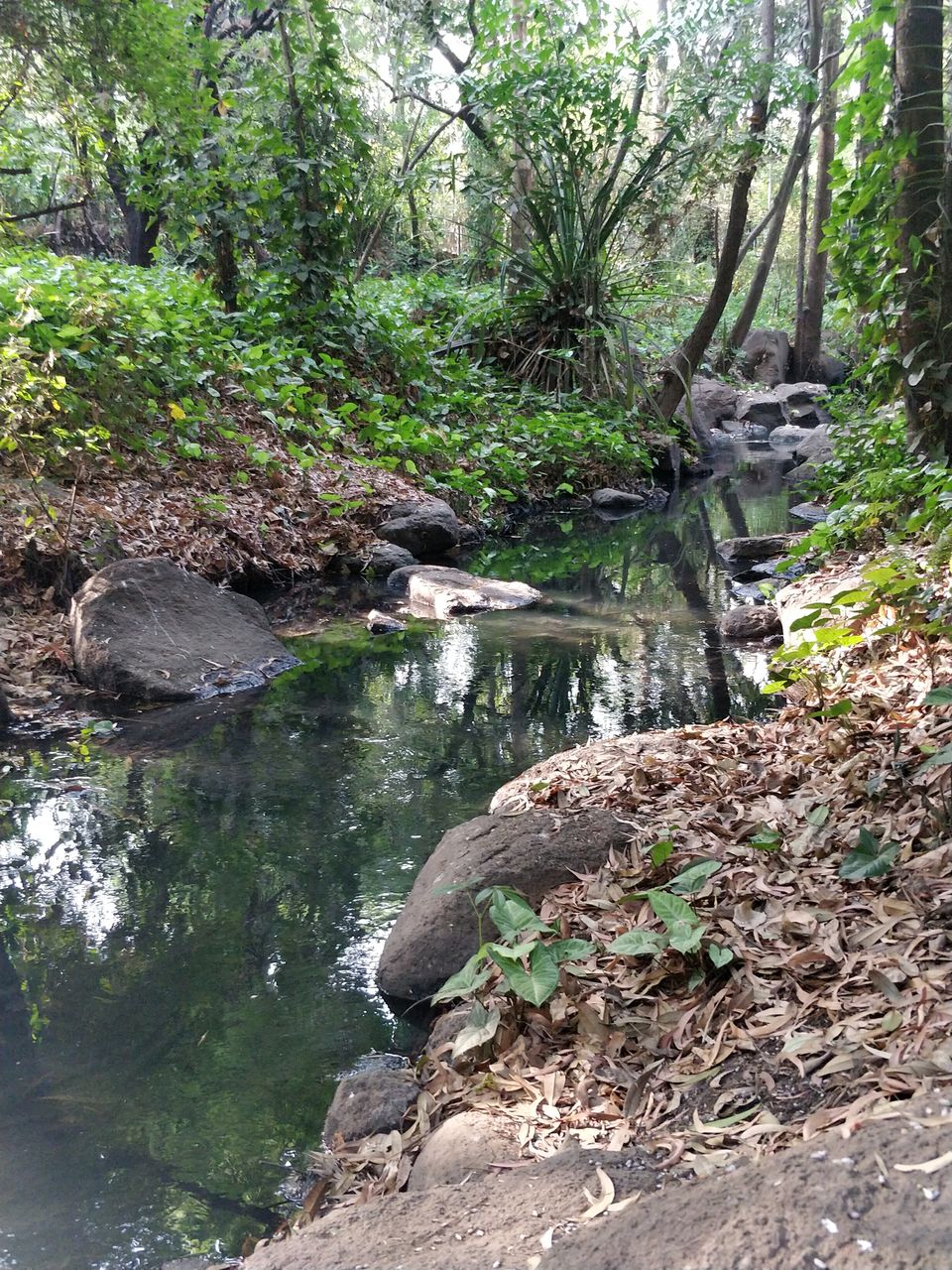 Photo of Fresh, Peaceful and Calm Place - Osho Garden, Pune. #tripotocommunity by Arpit Gupta