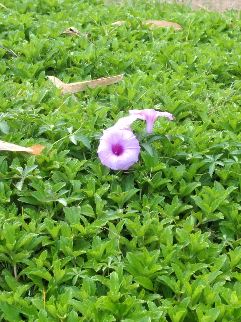 Photo of Fresh, Peaceful and Calm Place - Osho Garden, Pune. #tripotocommunity by Arpit Gupta
