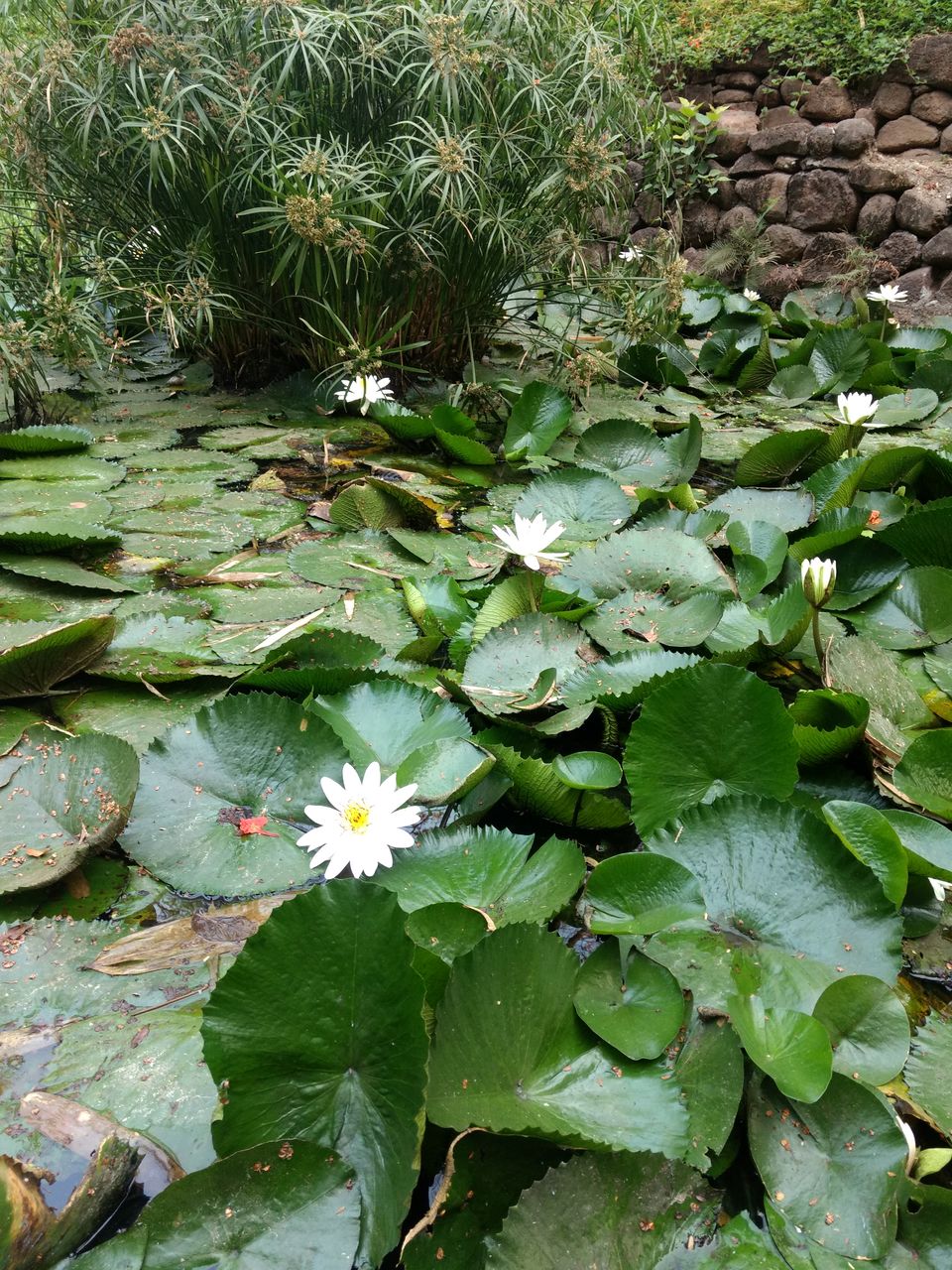 Photo of Fresh, Peaceful and Calm Place - Osho Garden, Pune. #tripotocommunity by Arpit Gupta
