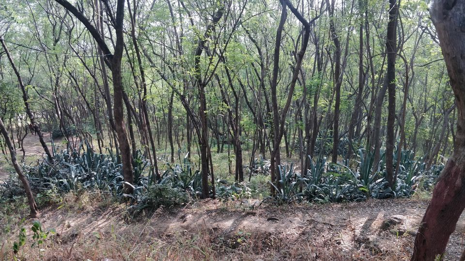 Photo of Mesmerizing Natural Beauty in the Midst of the City - Vetal Tekdi. 5/9 by Arpit Gupta