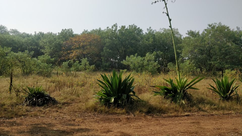 Photo of Mesmerizing Natural Beauty in the Midst of the City - Vetal Tekdi. 6/9 by Arpit Gupta