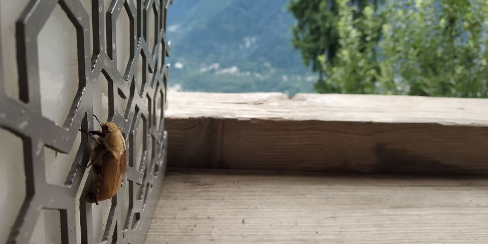 Photo of Fun in kullu Manali hamta by Dinesh Pathak