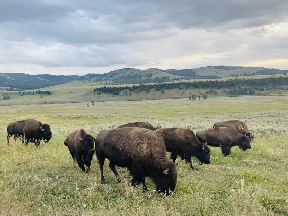 Photo of Geysers and Wildlife- Yellowstone National Park AND Grand Teton National Park by Adrita Khaund