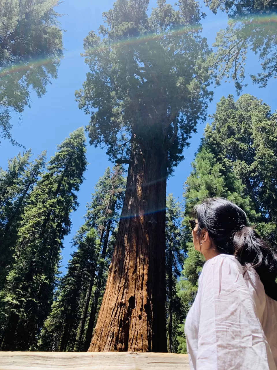 Photo of A California road trip from Seattle - Sequoia & Kings Canyon National Park, Yosemite National Park by Adrita Khaund