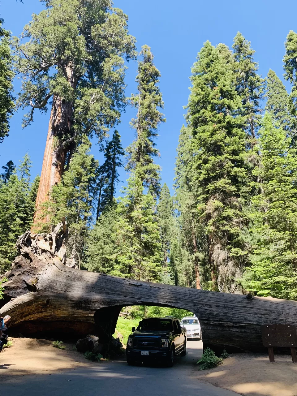 Photo of A California road trip from Seattle - Sequoia & Kings Canyon National Park, Yosemite National Park by Adrita Khaund