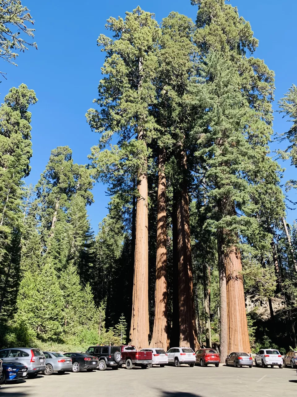 Photo of A California road trip from Seattle - Sequoia & Kings Canyon National Park, Yosemite National Park by Adrita Khaund