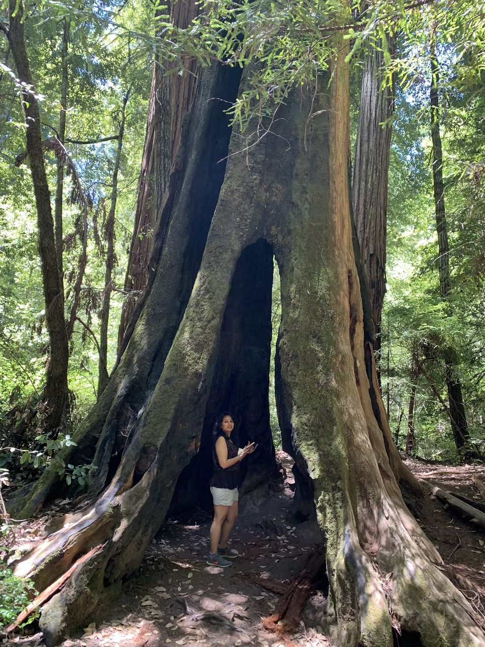 Photo of Big Basin Redwoods State Park, Big Basin Way, Boulder Creek, CA, USA by Adrita Khaund