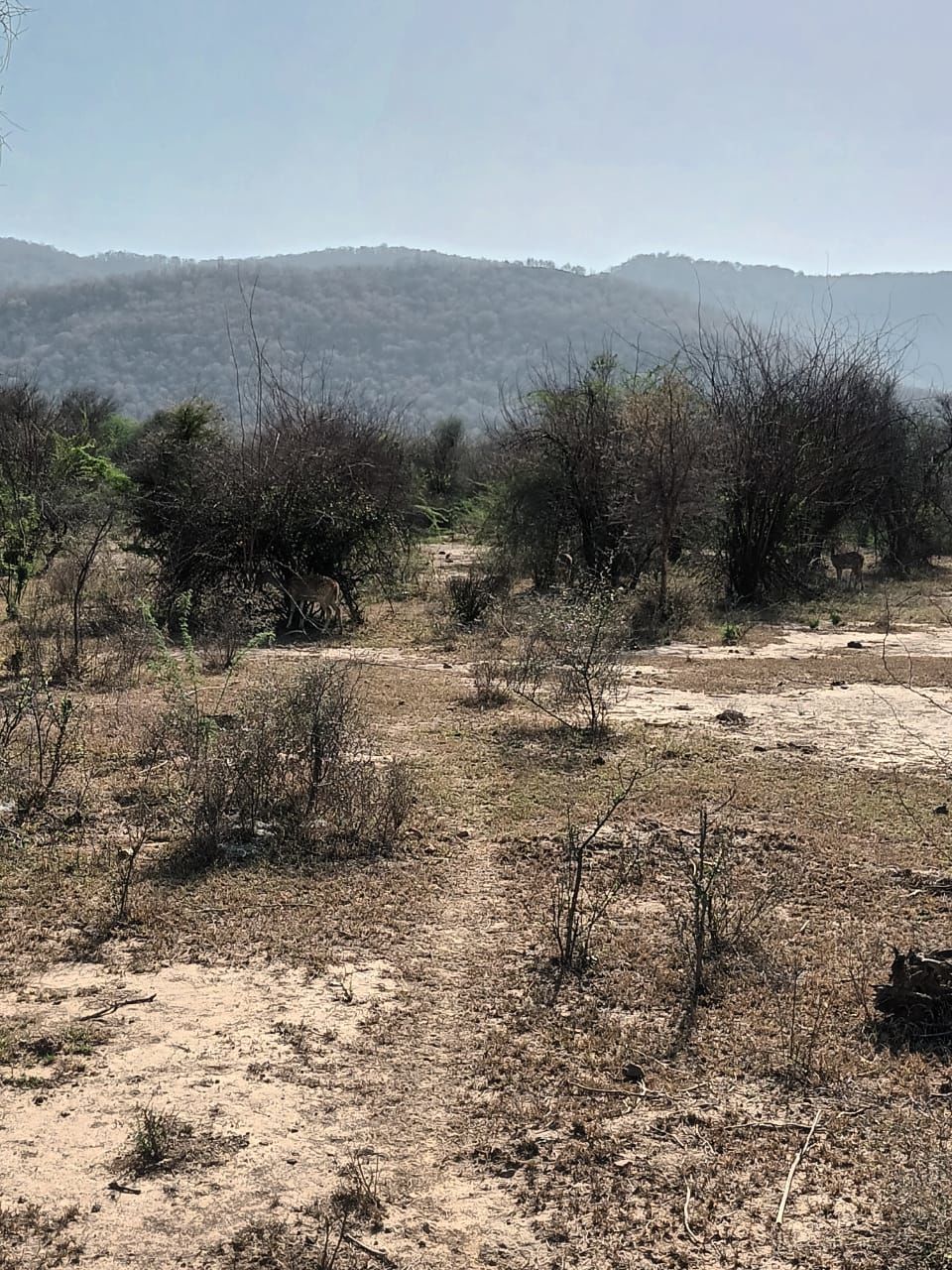 Photo of Long Weekend? Go Tiger spotting at Sariska Tiger Reserve by Megha Rana