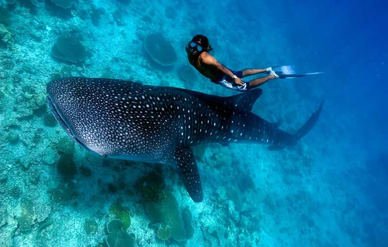 Photo of How Safe Is It To Swim With Sharks In Maldives? by Gillian Nair