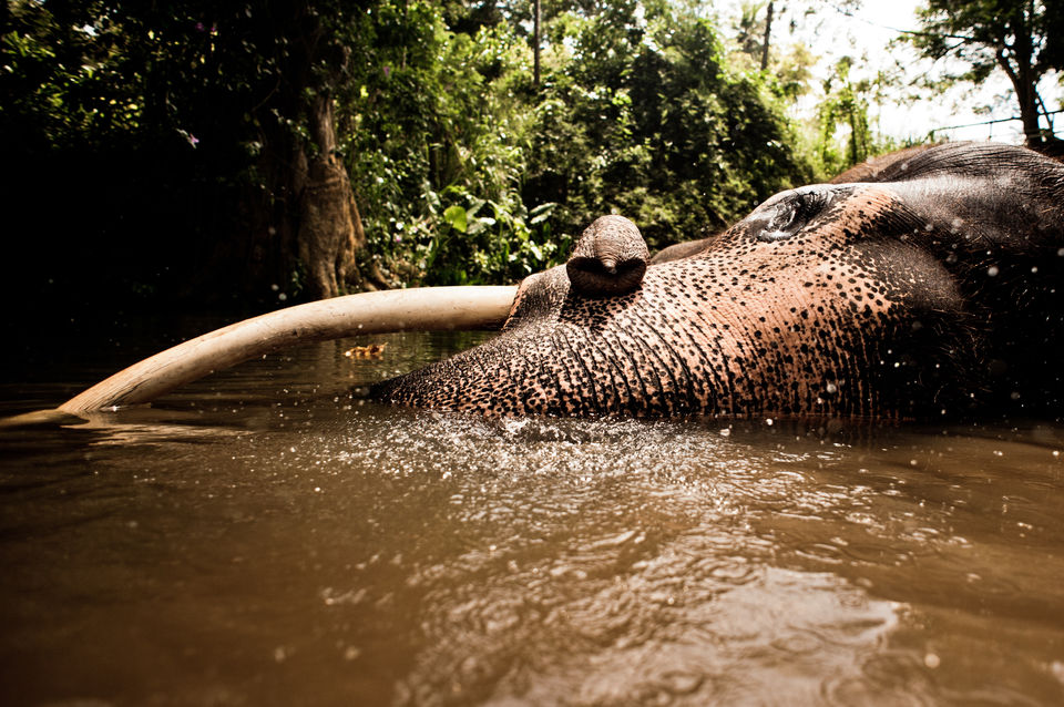 Photo of 5 Best National Parks in Sri Lanka by Gillian Nair