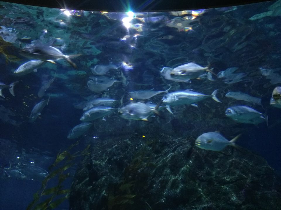 Photo of Sea Life Bangkok Bangkok Thailand by Abhiman Kokate