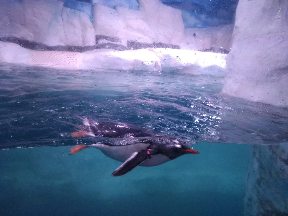 Photo of Sea Life Bangkok Bangkok Thailand by Abhiman Kokate