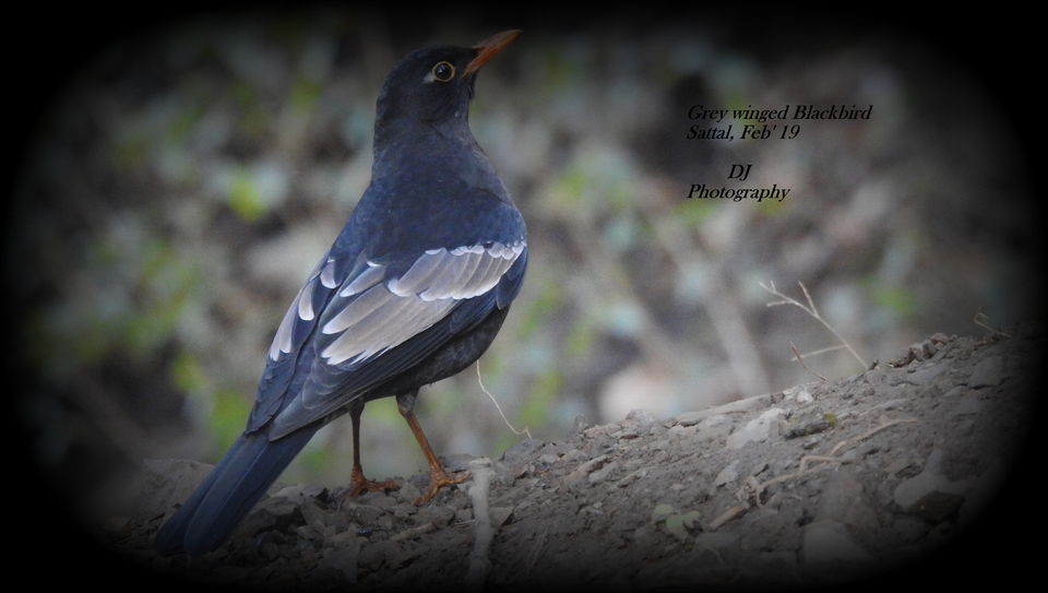 Photo of For a true Himalayan birding experience : Sattal 8/22 by Dhrubajyoti Das