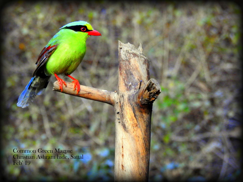 Photo of For a true Himalayan birding experience : Sattal 5/22 by Dhrubajyoti Das