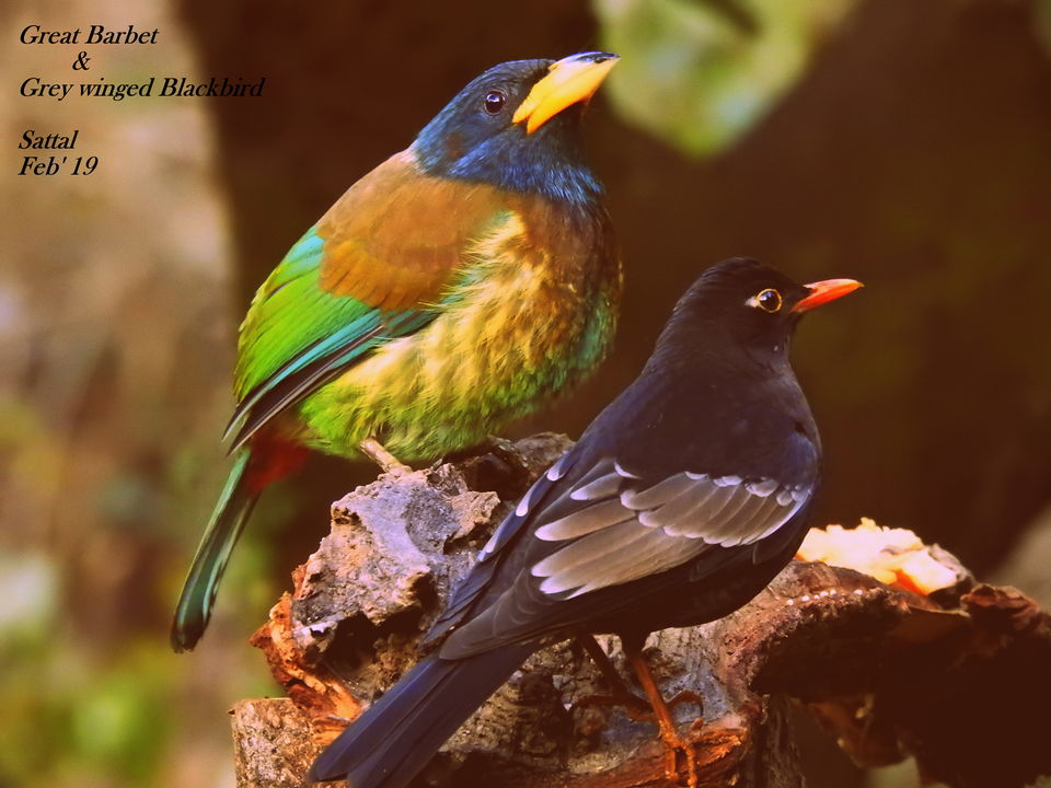 Photo of For a true Himalayan birding experience : Sattal 7/22 by Dhrubajyoti Das