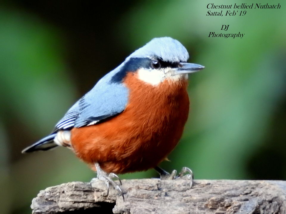 Photo of For a true Himalayan birding experience : Sattal 9/22 by Dhrubajyoti Das