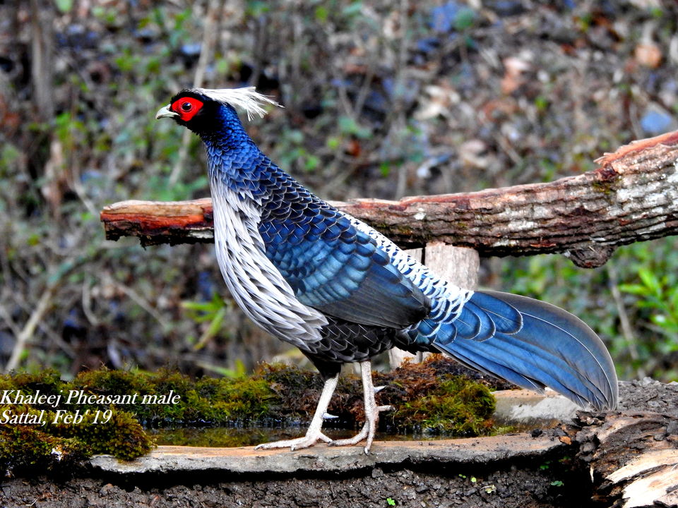 Photo of For a true Himalayan birding experience : Sattal 10/22 by Dhrubajyoti Das
