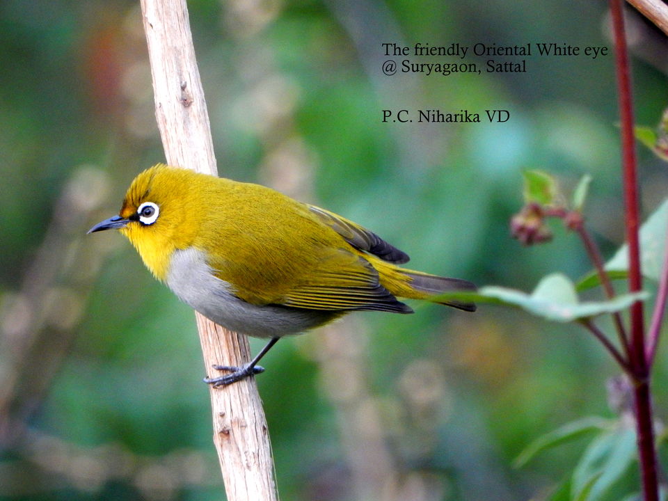 Photo of For a true Himalayan birding experience : Sattal 22/22 by Dhrubajyoti Das