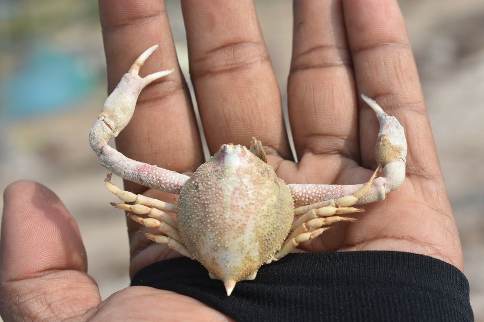 Photo of Tharangambadi Beach, Tharangambadi, Tamil Nadu, India by thileepan velan