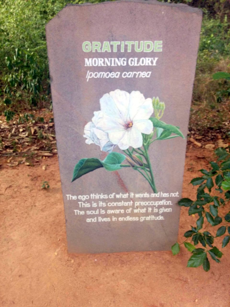 Photo of Auroville – Live a little 2/10 by Sonali