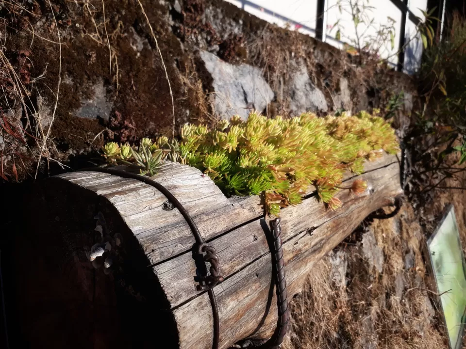 Photo of Himalayan Botanical Garden, Smanora Range, Nainital, Uttarakhand, India by Himanshu Kumar