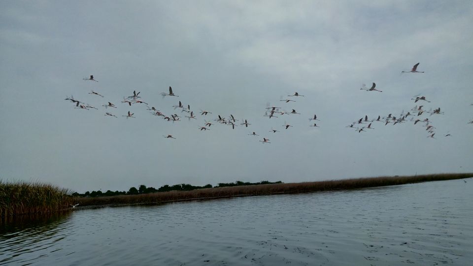 Photo of Nalsarovar -, Nalsarovar, Gujarat, India by Hardik Bhakhar