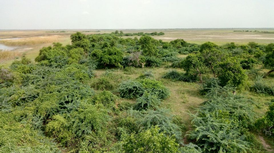 Photo of Nalsarovar -, Nalsarovar, Gujarat, India by Hardik Bhakhar