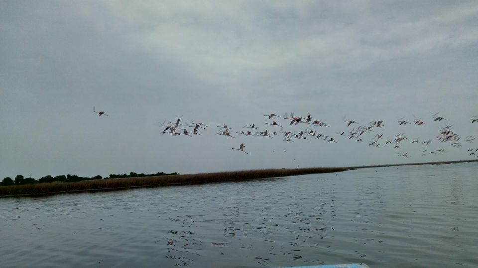 Photo of Nalsarovar -, Nalsarovar, Gujarat, India by Hardik Bhakhar