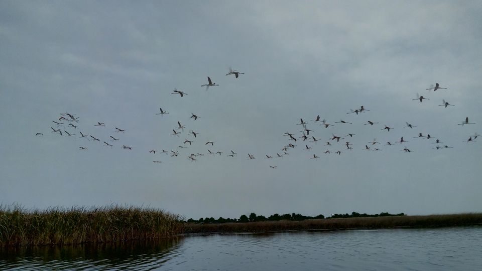 Photo of Nalsarovar -, Nalsarovar, Gujarat, India by Hardik Bhakhar