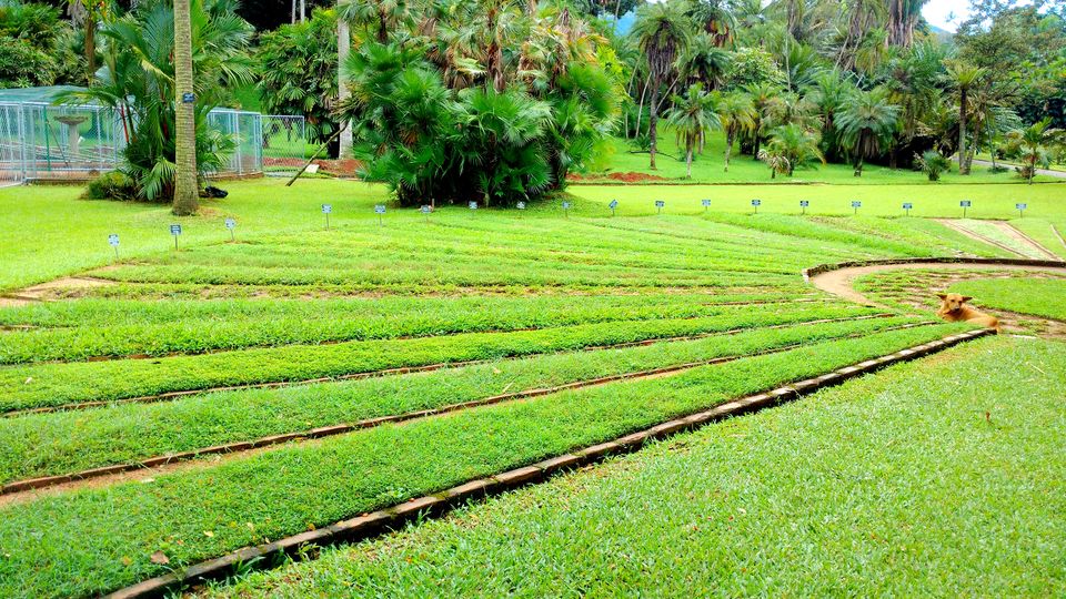 Photo of Wonder of Asia – Sri Lanka 61/94 by Shruti