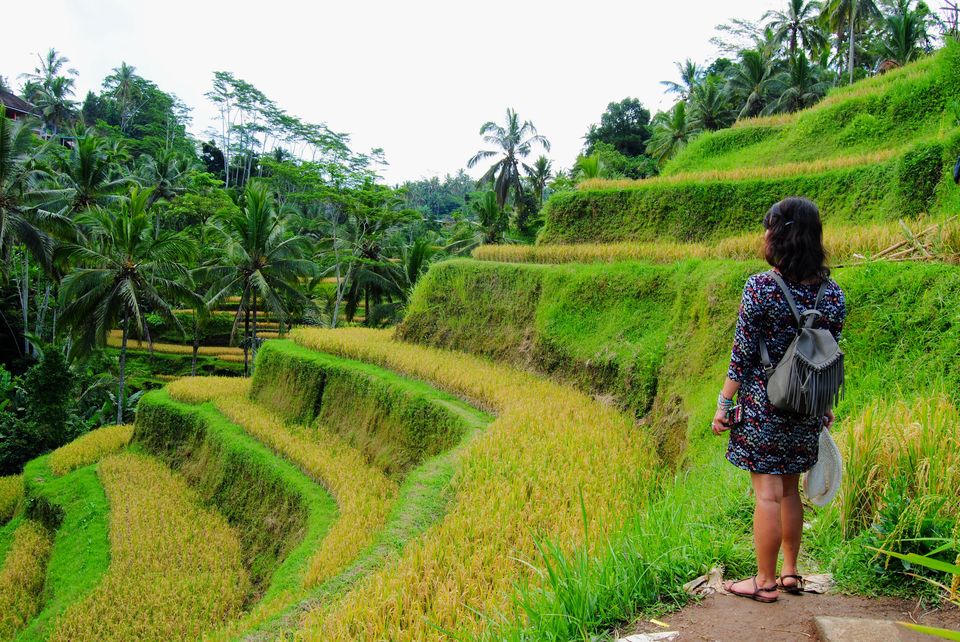 Photo of Tegalalang Rice Terrace, Jalan Raya Tegallalang, Tegallalang, Gianyar, Bali, Indonesia by Shruti