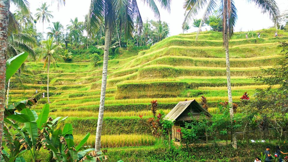 Photo of Tegalalang Rice Terrace, Jalan Raya Tegallalang, Tegallalang, Gianyar, Bali, Indonesia by Shruti