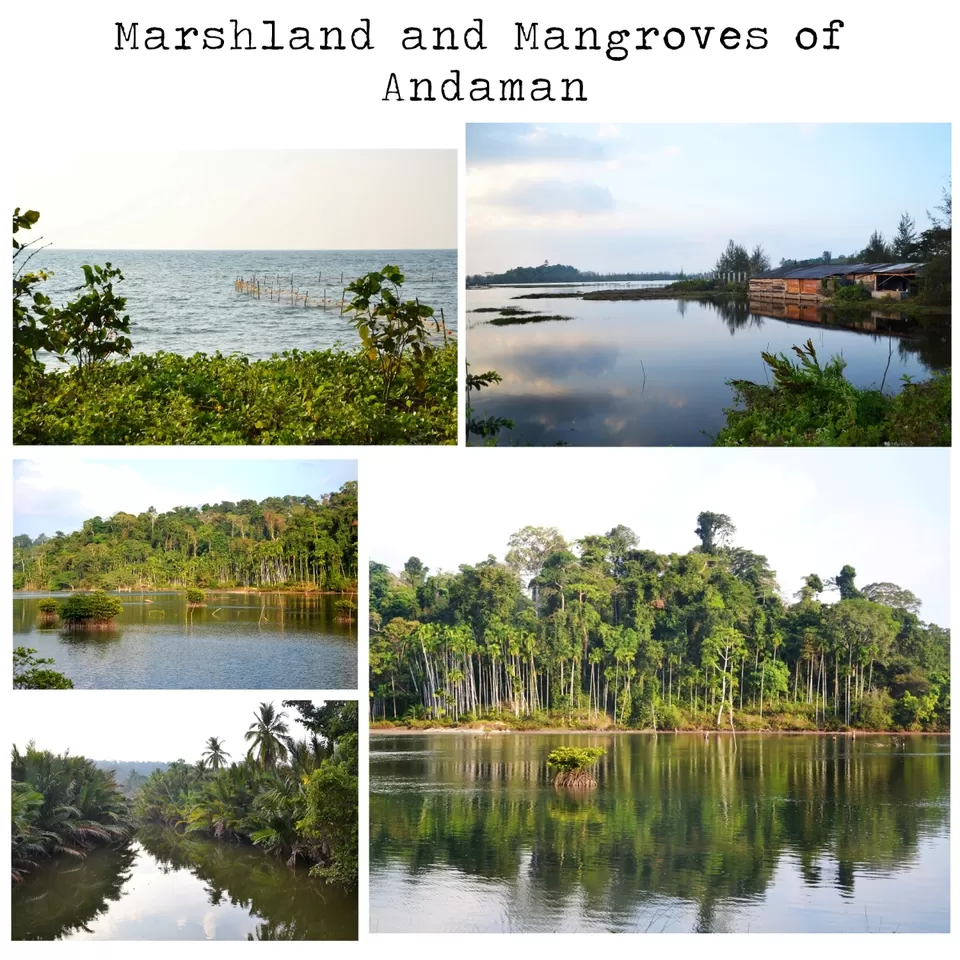 Photo of Andaman and Nicobar Islands, Andaman and Nicobar Islands, India by Ishan Vartak