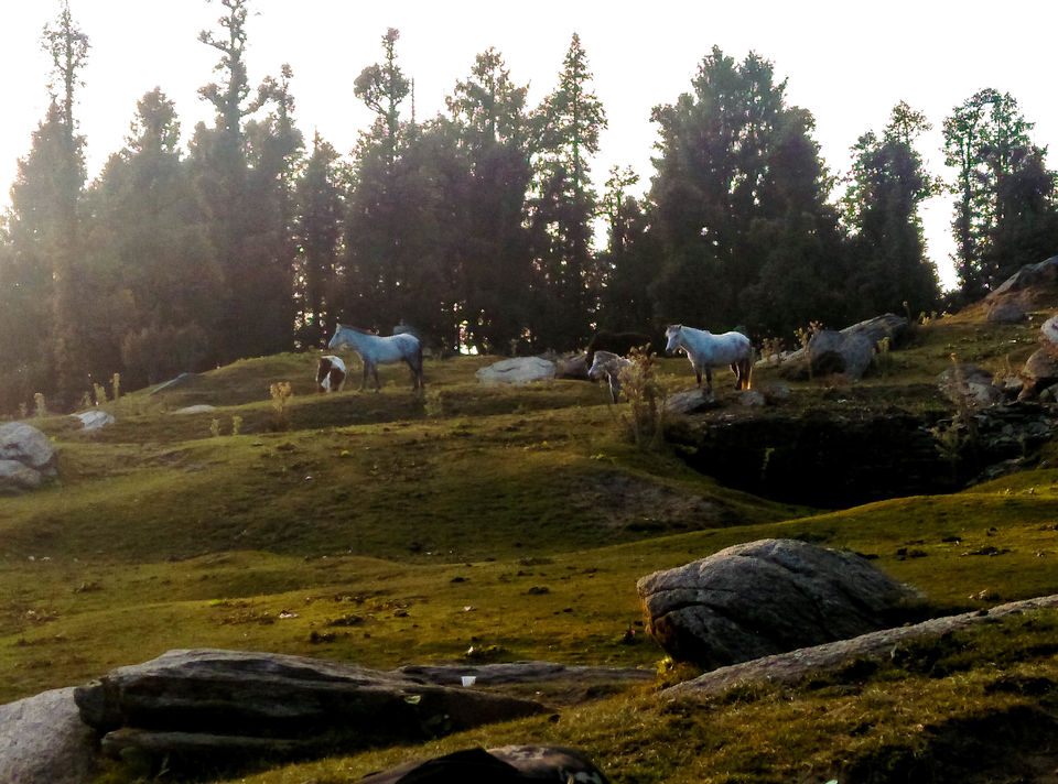 Photo of SOLO TREK TO CHURDHAR 4/9 by ranjan juneja