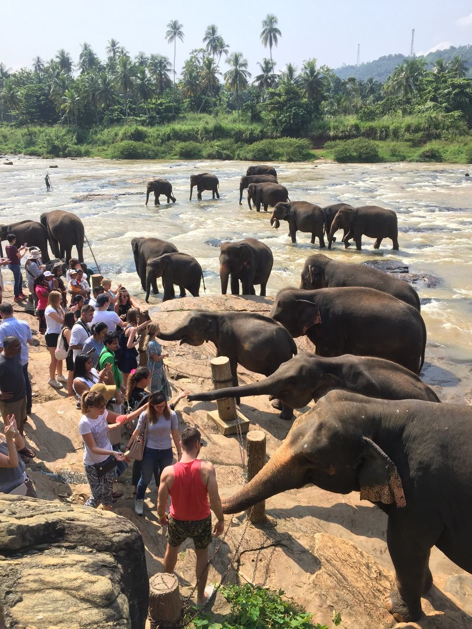 Photo of Pinnawala Elephant Orphanage Bus Stop, Kegalle-Rambukkana Rd, Rambukkana, Sri Lanka by Palak Airon
