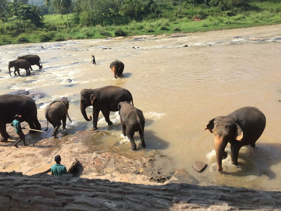 Photo of Pinnawala Elephant Orphanage Bus Stop, Kegalle-Rambukkana Rd, Rambukkana, Sri Lanka by Palak Airon