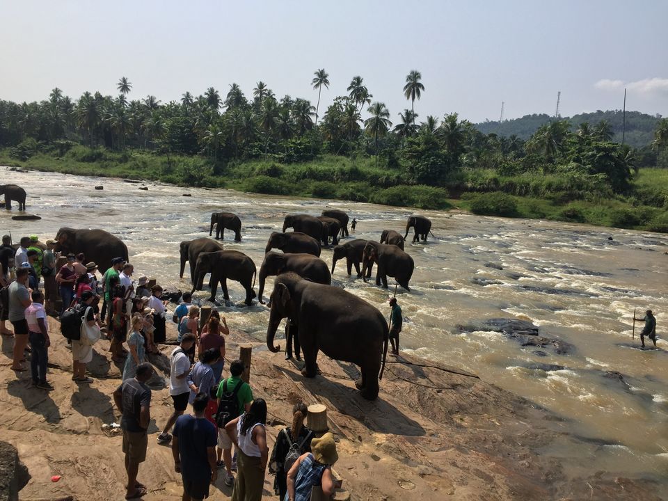 Photo of Pinnawala Elephant Orphanage Bus Stop, Kegalle-Rambukkana Rd, Rambukkana, Sri Lanka by Palak Airon