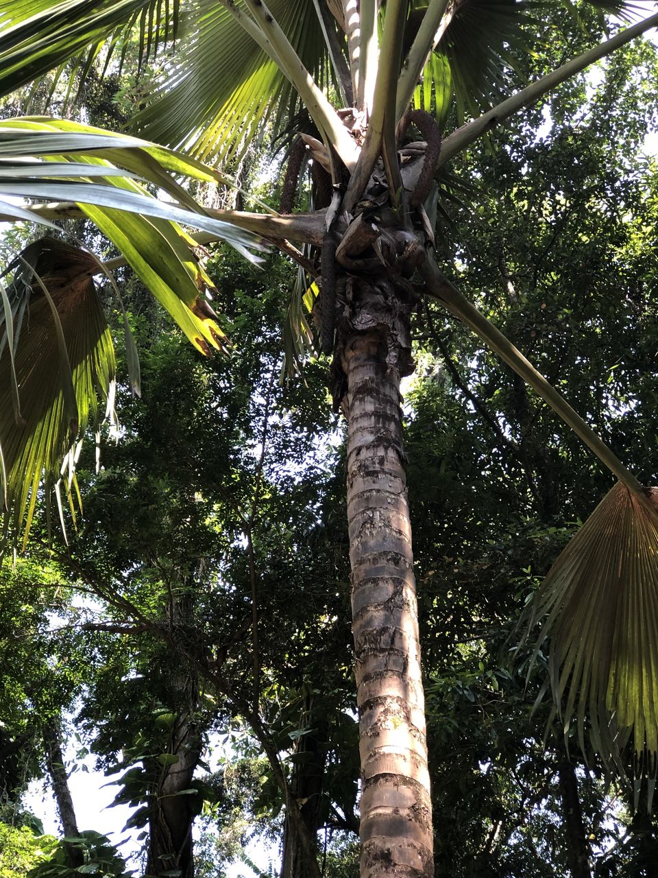 Photo of Royal Botanic Gardens, Peradeniya Rd, Kandy, Sri Lanka by Palak Airon