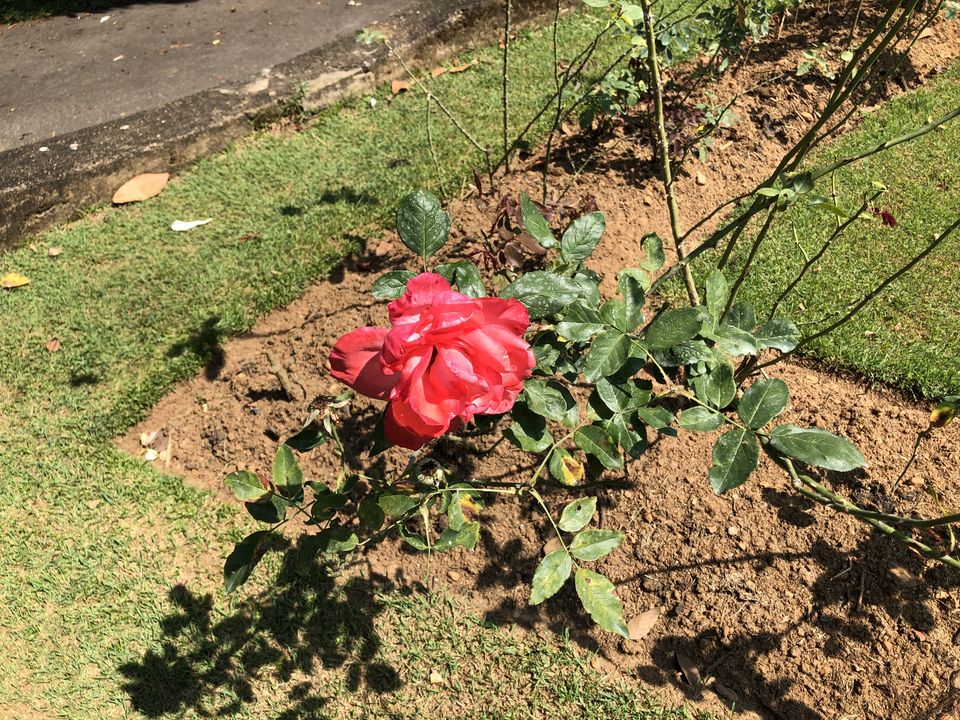 Photo of Royal Botanic Gardens, Peradeniya Rd, Kandy, Sri Lanka by Palak Airon