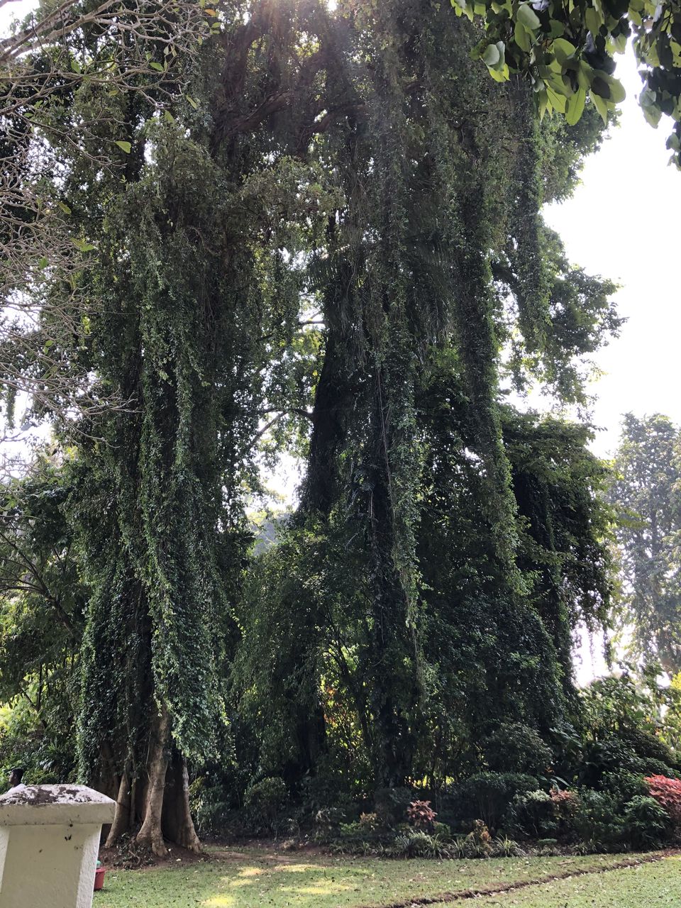 Photo of Royal Botanic Gardens, Peradeniya Rd, Kandy, Sri Lanka by Palak Airon