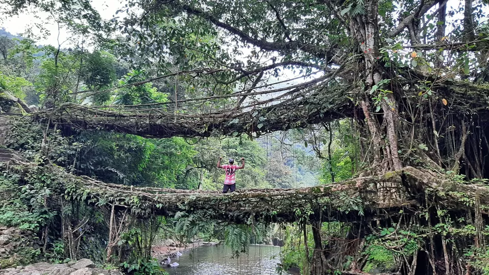 Photo of Double Decker Living Root Bridge, Cherrapunjee, Meghalaya, India by Deepak samal
