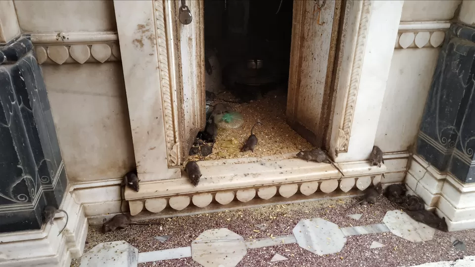 Photo of Karni Mata Temple Road, Bikaner, India by Tanushree Gupta