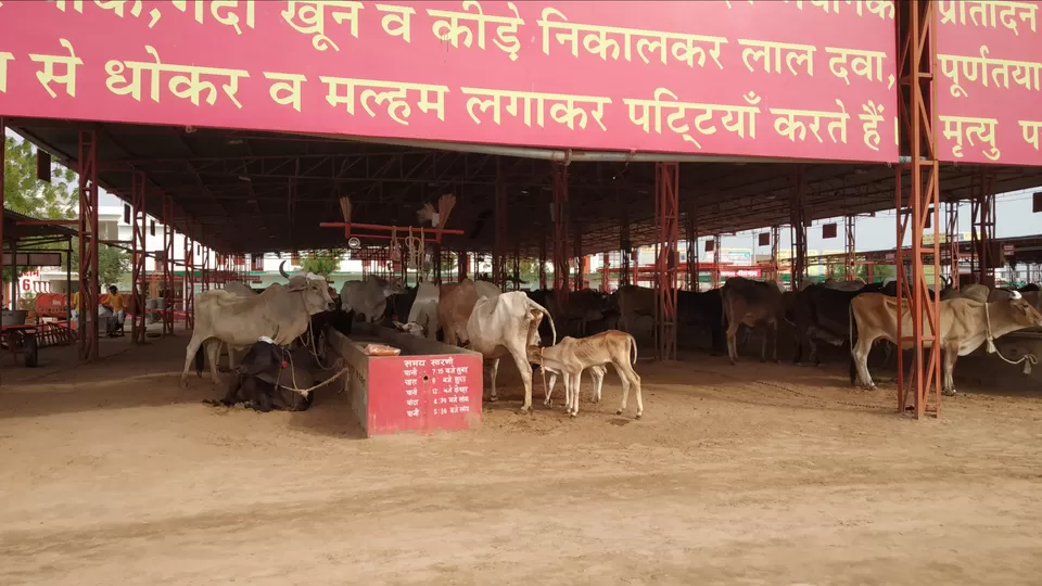 Photo of Bikaner - Barmer Road, Nagaur, India by Tanushree Gupta