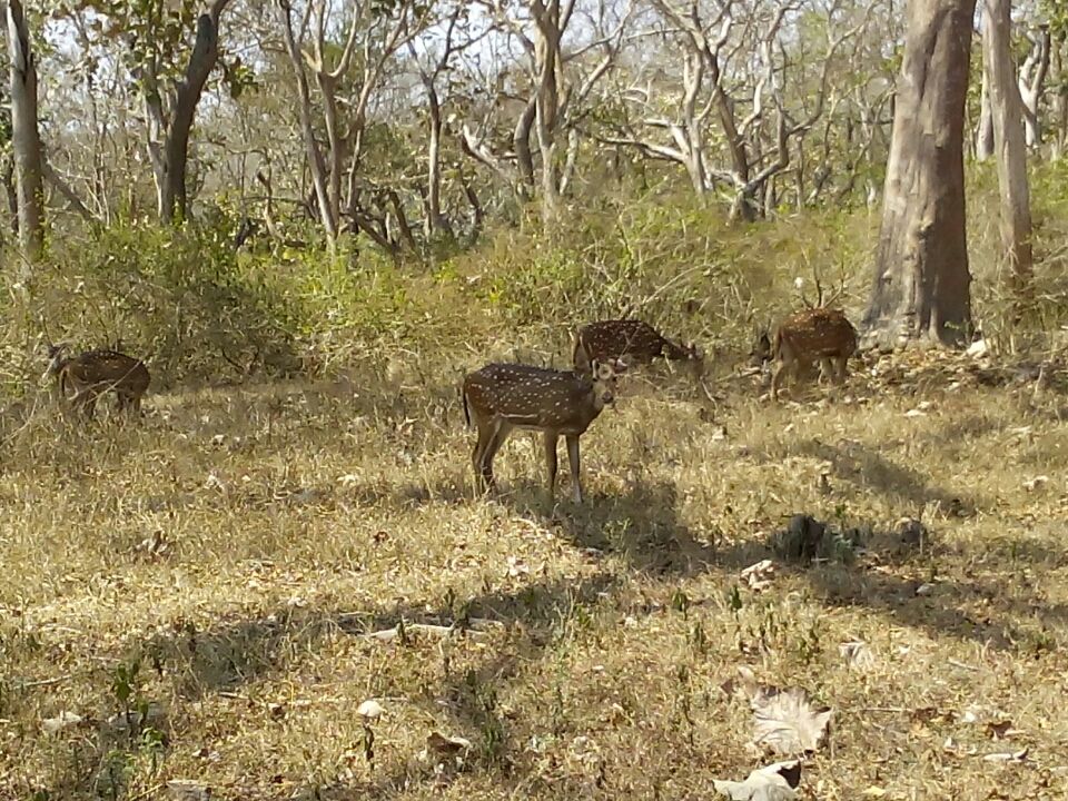 Photo of Jungle Retreat, Masinagudi by Anish Sivakumar