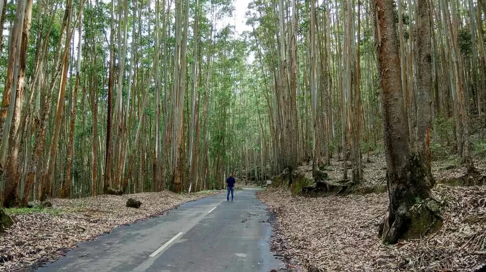 Photo of Pampadam National Park Road, Vattavada, Tamil Nadu, India by Pratyush Rai
