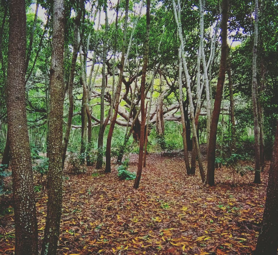 Photo of Hosahalli, Bengaluru, Karnataka, India by majaz rahil khan
