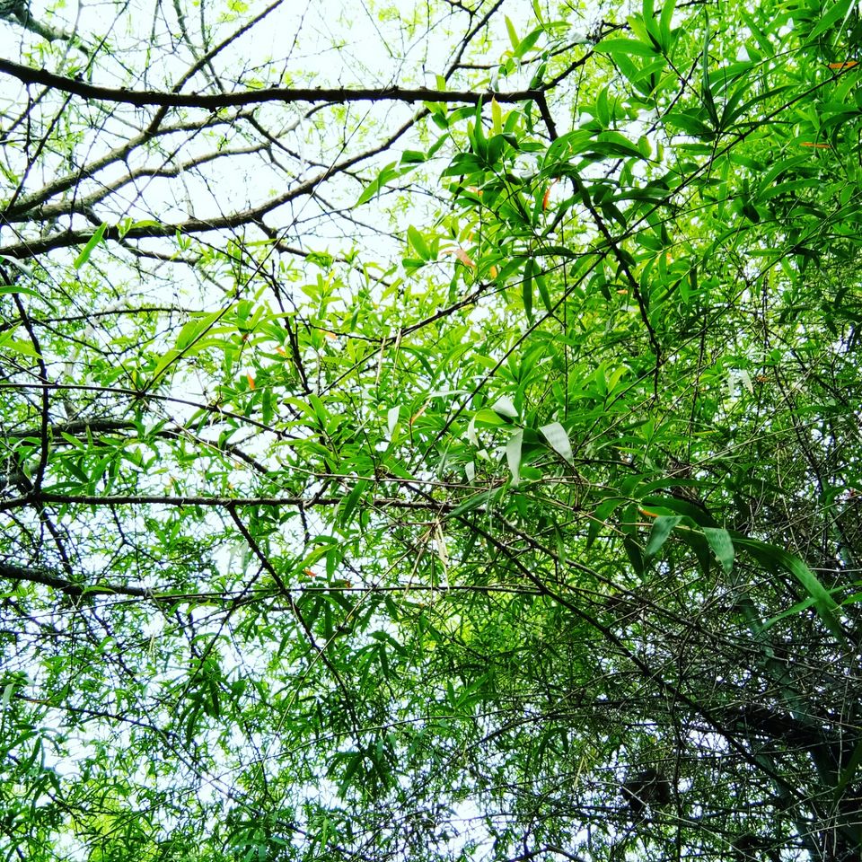 Photo of Hosahalli, Bengaluru, Karnataka, India by majaz rahil khan