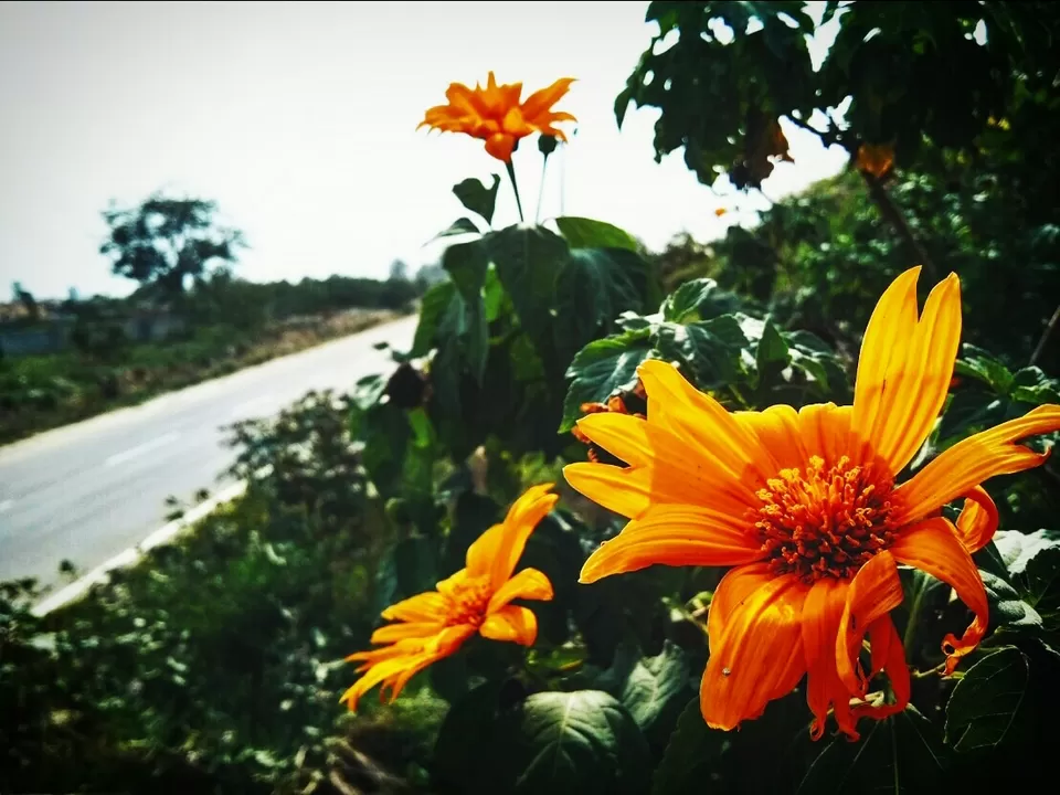 Photo of Hosahalli, A Glimpse Of Tranquility In Bangalore by majaz rahil khan