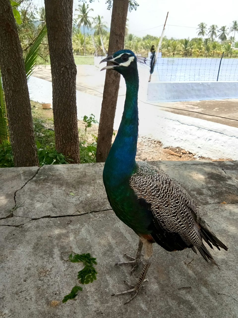Photo of Thoppur Dargah Ambur, Thoppur, Tamil Nadu, India by majaz rahil khan